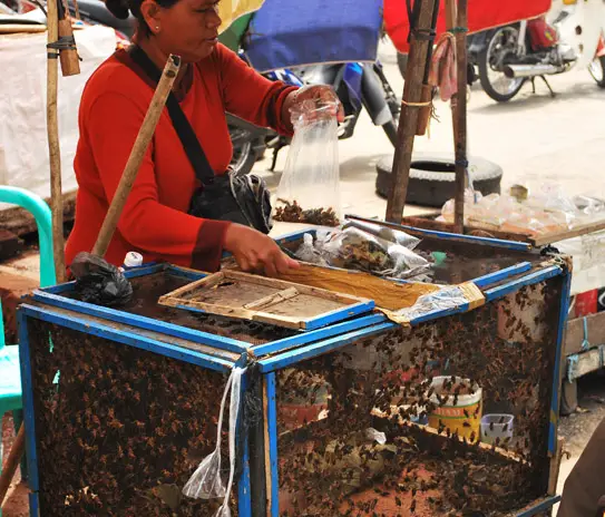 Crickets To Feed Gekkos At Palembang Indonesia | Airasia Pesta Blogging Communities Trip 2009 | Things To Do In Palembang, Indonesia | Indonesia, Palembang, Pesta Blogger, Sumatra, Things To Do In Palembang | Author: Anthony Bianco - The Travel Tart Blog